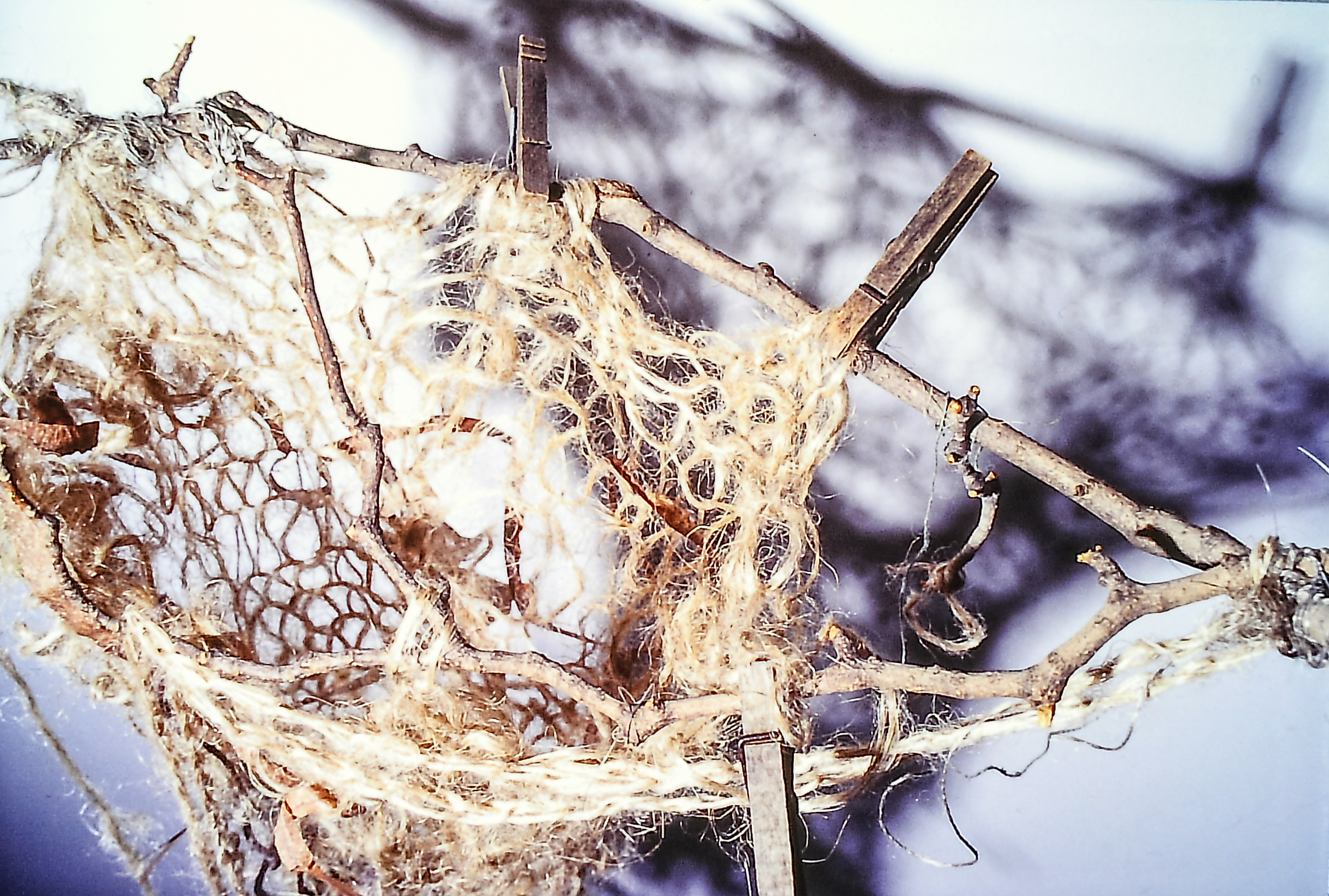 Alt text: nest made of flax string
