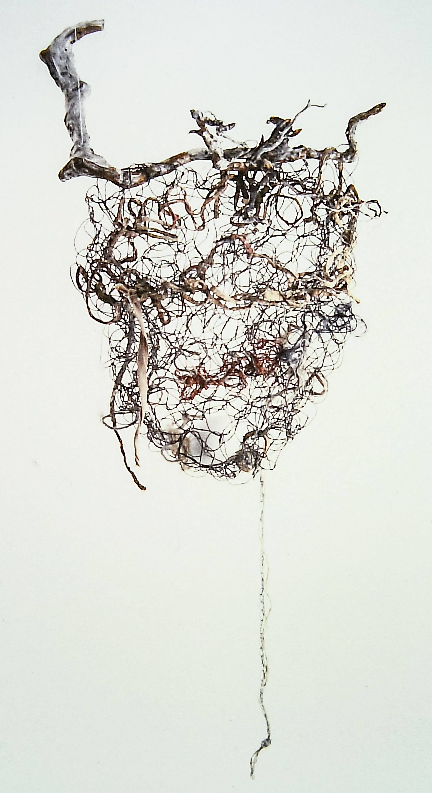 Alt text: nest constructed of twine